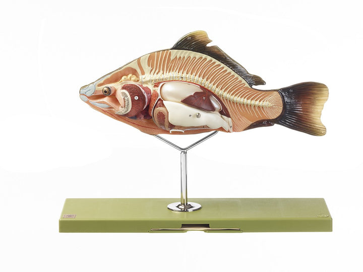 SOMSO Model of the Anatomy of a Bony Fish