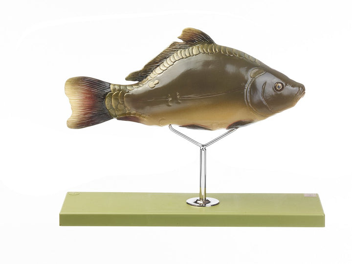 SOMSO Model of the Anatomy of a Bony Fish
