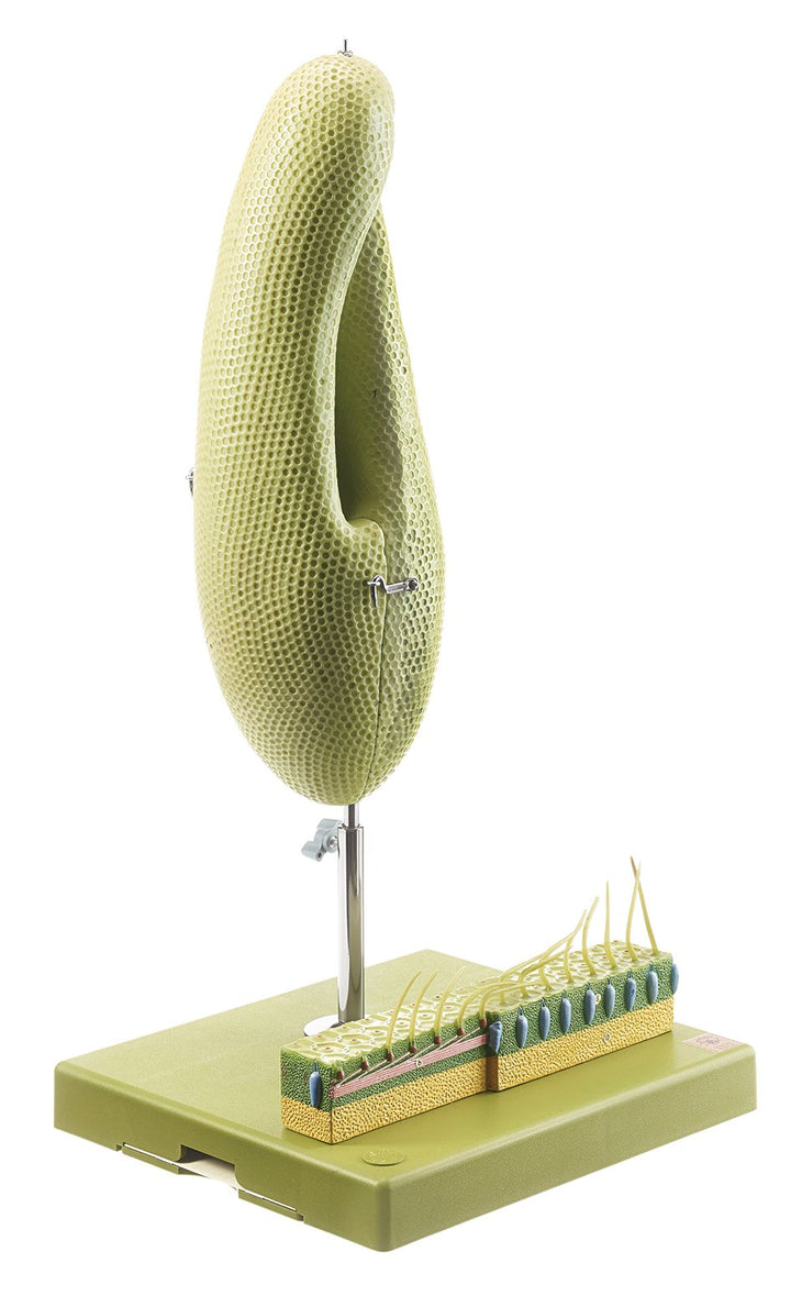 SOMSO Slipper Animalcule