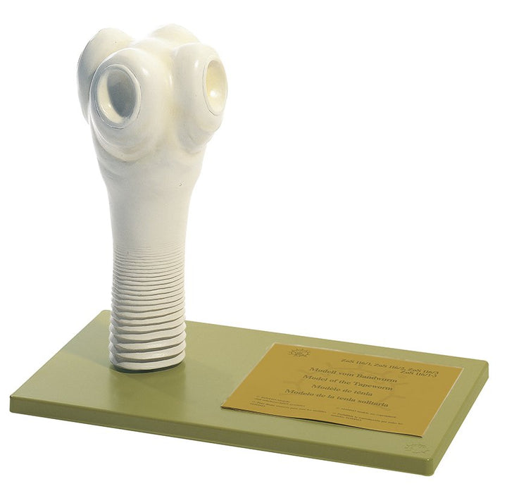 SOMSO Head of the Beef Tape-Worm or Unarmed Tape-Worm