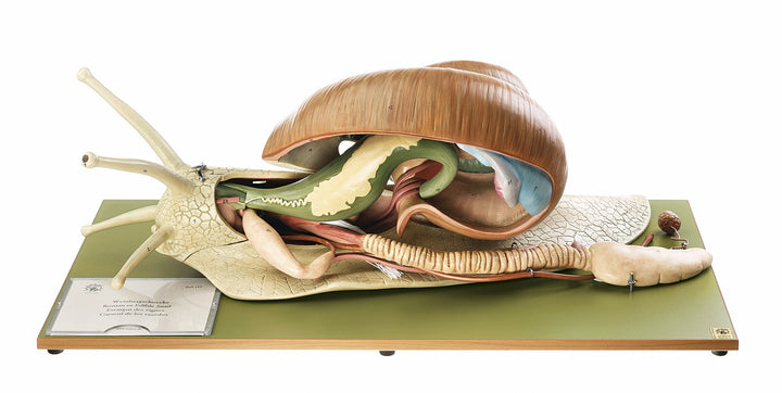 SOMSO Vineyard Snail