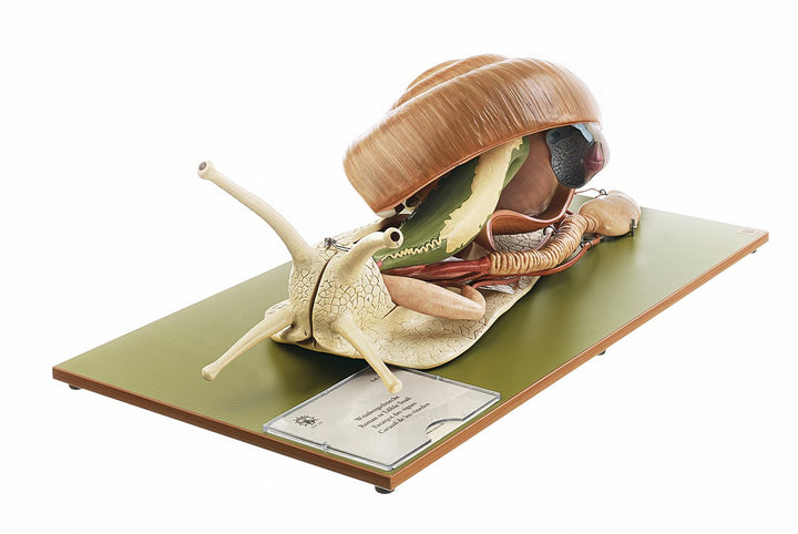 SOMSO Vineyard Snail