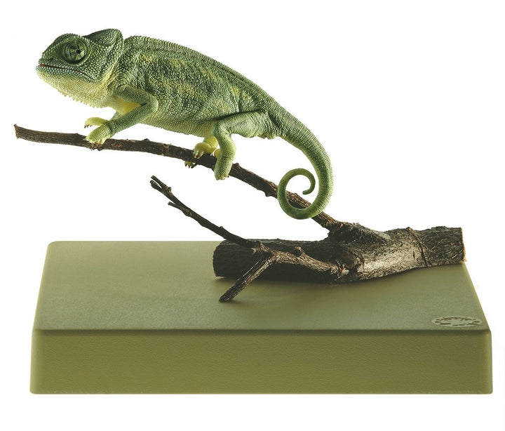 SOMSO Mediterranean Chameleon