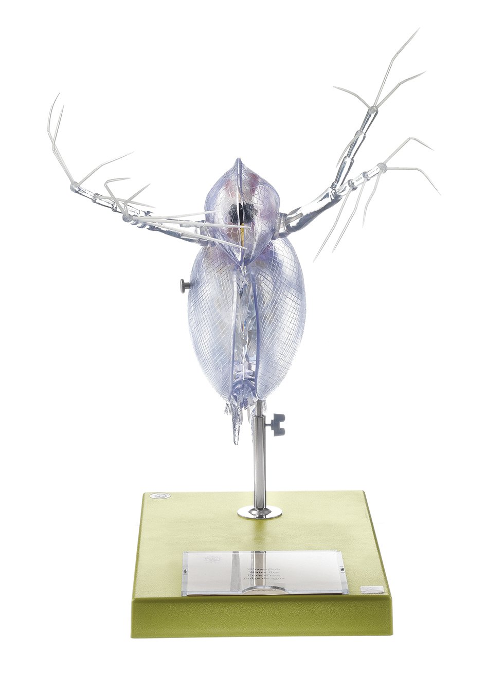 SOMSO Model of a Water-Flea