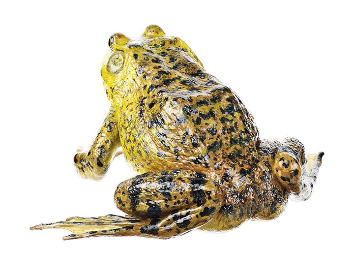 SOMSO American Bullfrog, Male