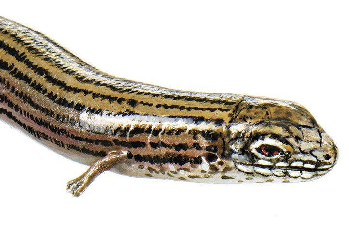SOMSO Western Three-toed Skink