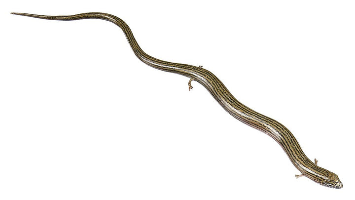 SOMSO Western Three-toed Skink