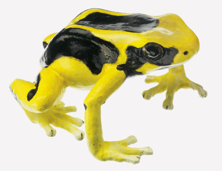 SOMSO Dendrobates Tinctorius, female