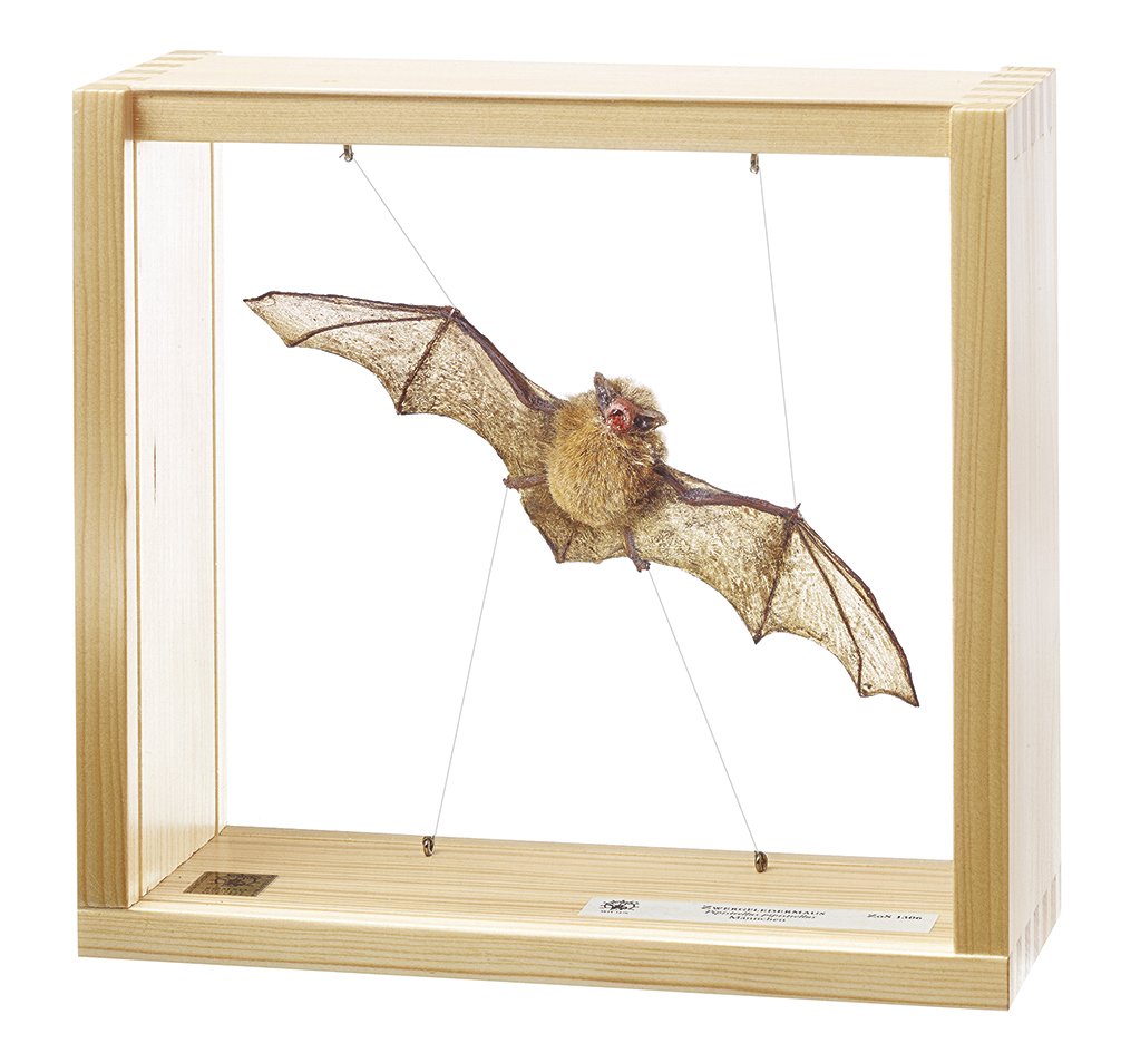 SOMSO Pipistrelle, male, Pipistrellus pipistrellus