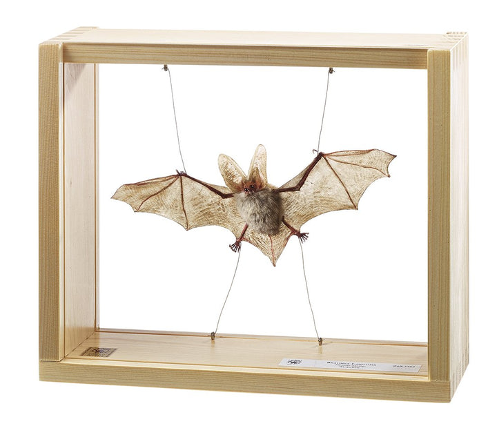 SOMSO Brown long-eared, females, Plecotus auritus