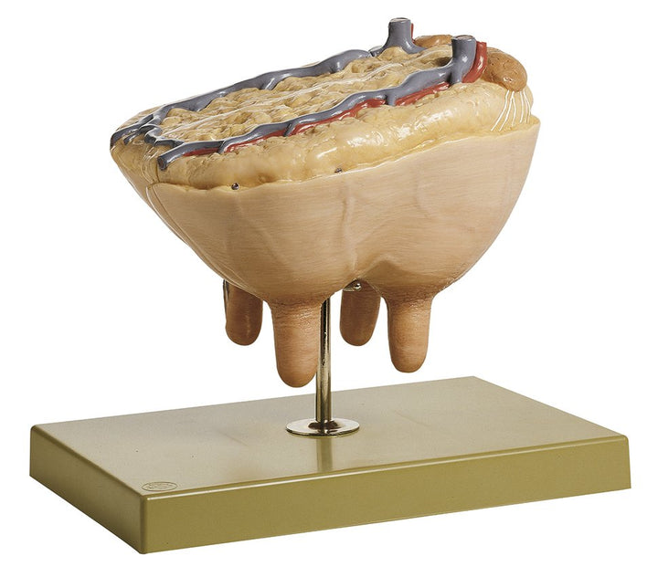 SOMSO Udder of the Cow