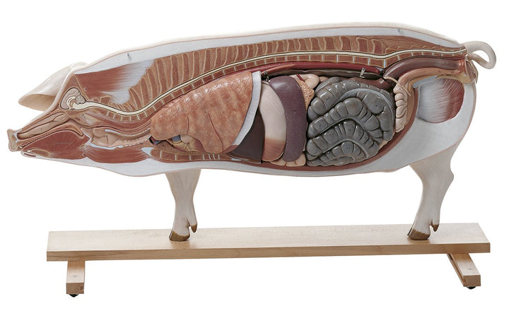 SOMSO Model of a Breeding Pig (Dam)