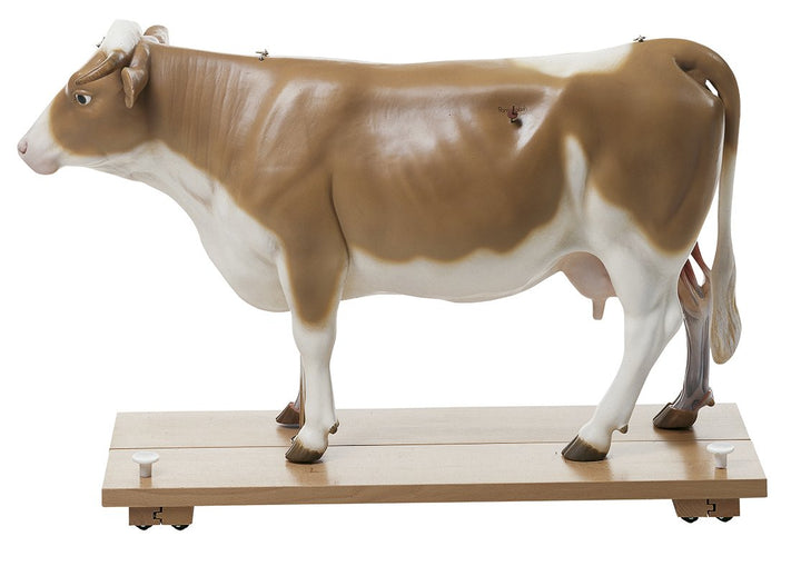SOMSO Cow