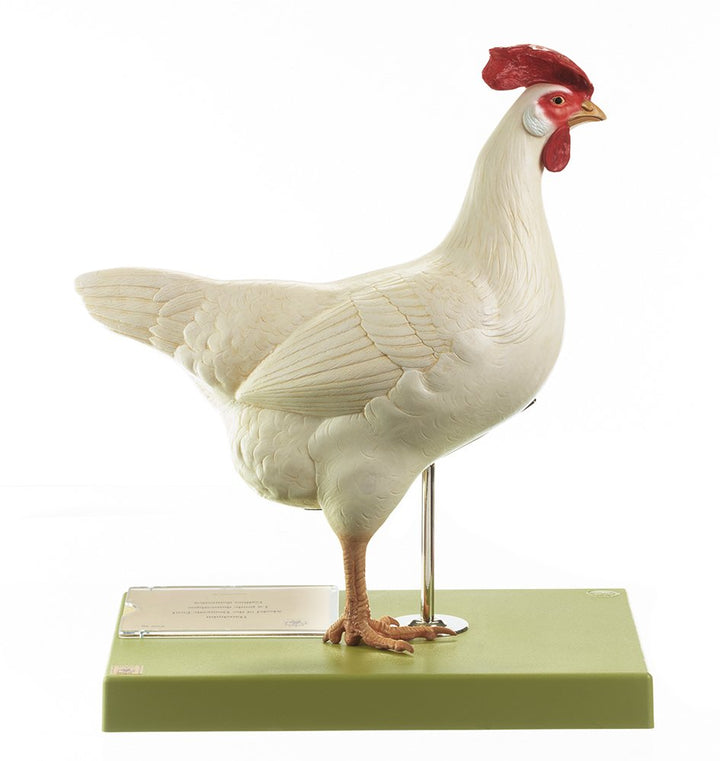SOMSO Domestic Hen