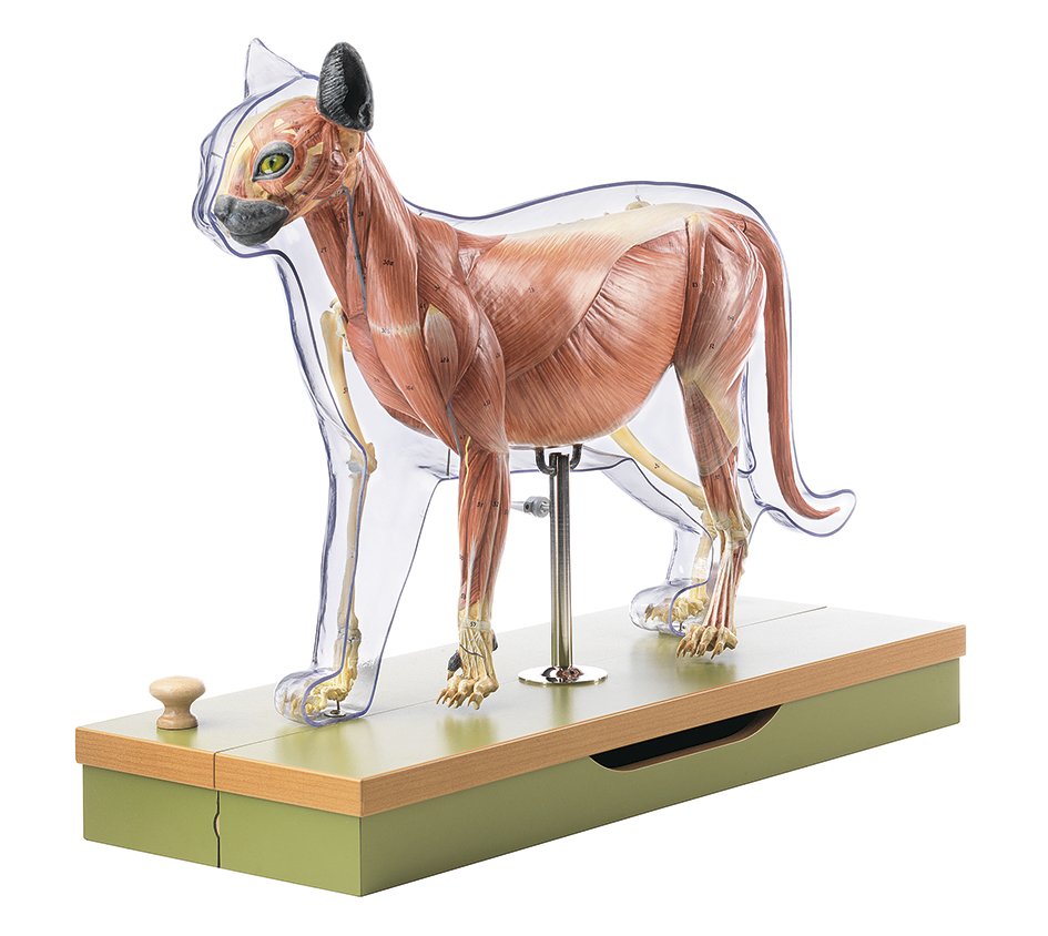 SOMSO Domestic cat model