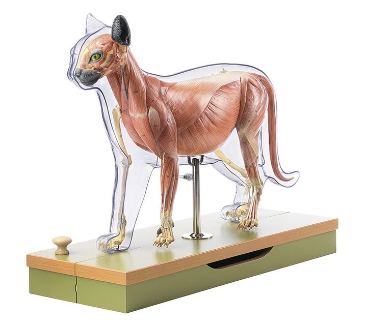 SOMSO Domestic cat model