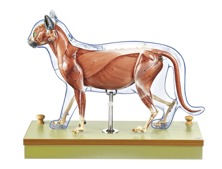 SOMSO Domestic cat model