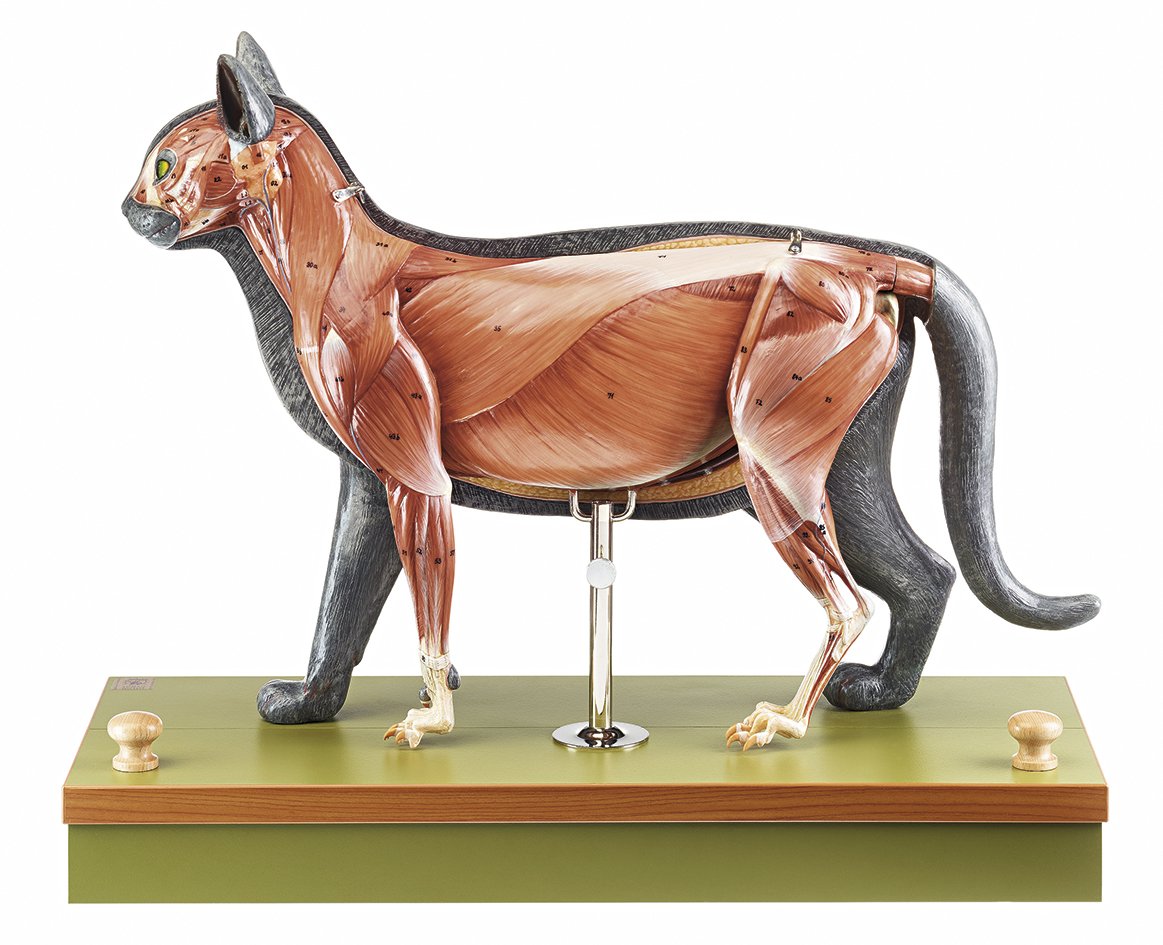 SOMSO Domestic cat model