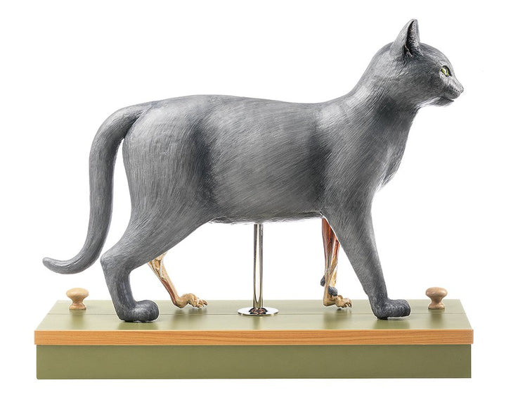 SOMSO Domestic cat model