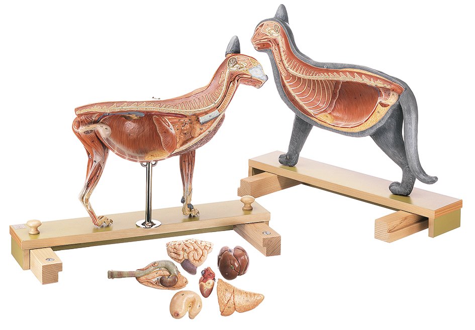 SOMSO Domestic cat model