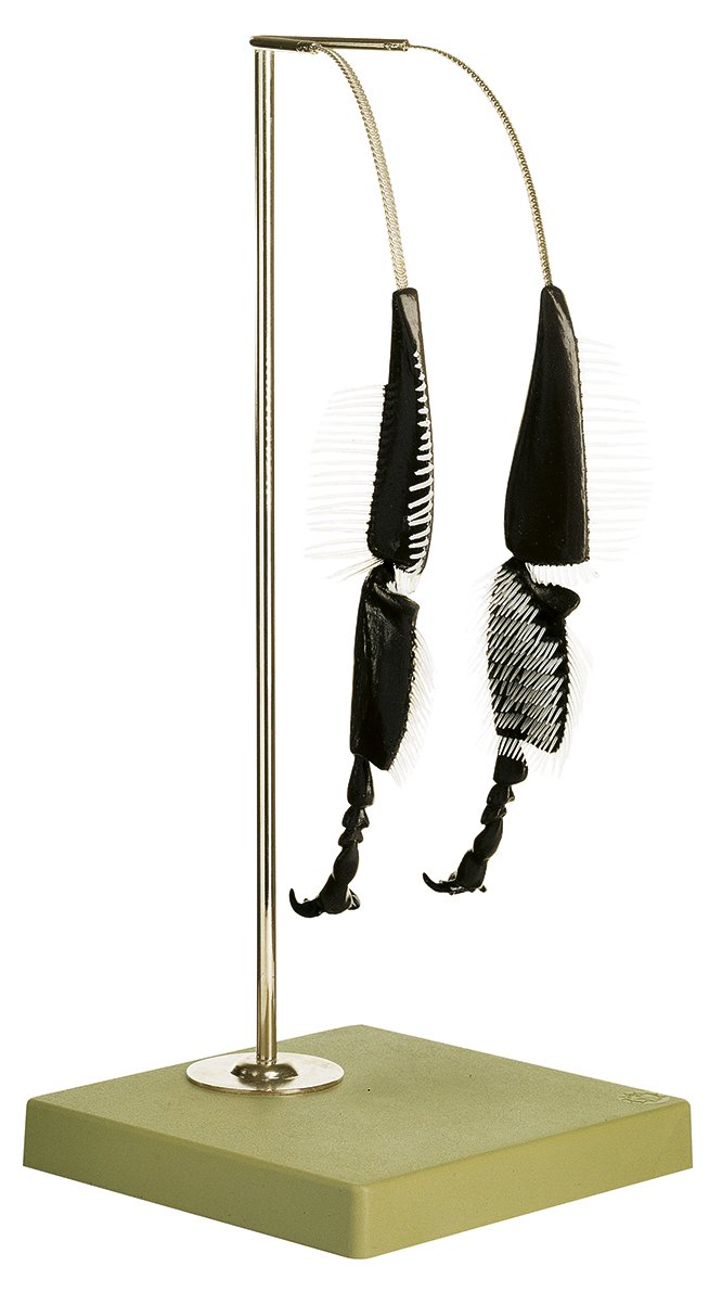 SOMSO Model of the Hind Legs of the Bee