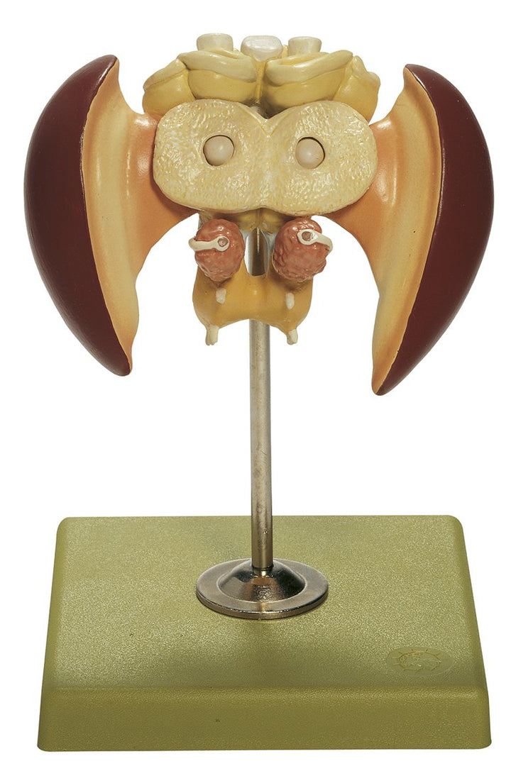 SOMSO Model of the Brain of a Honey Bee