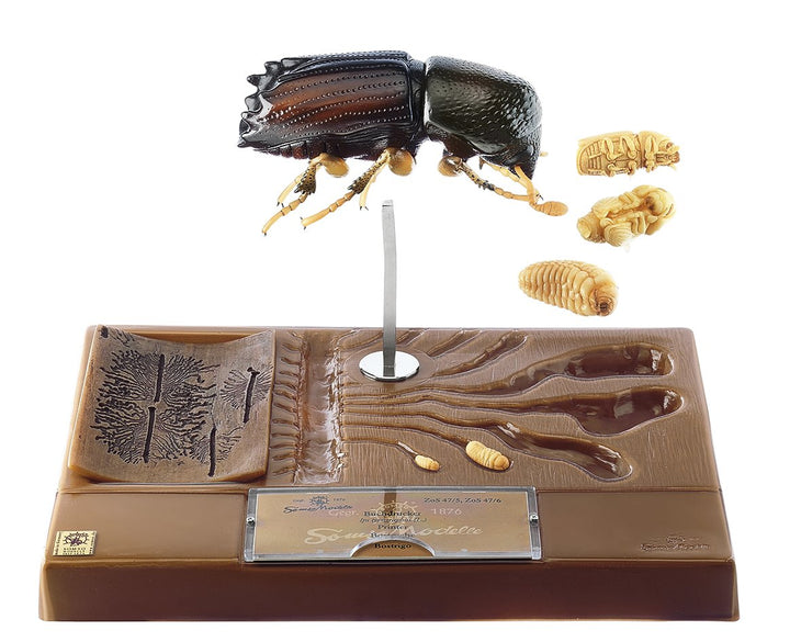 SOMSO Bark Beetle - Development