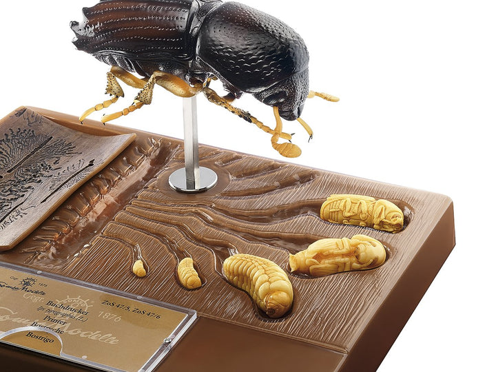 SOMSO Bark Beetle - Development