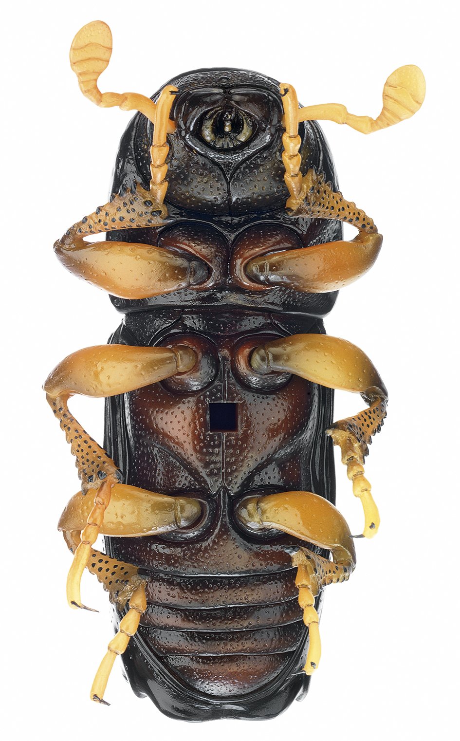 SOMSO Bark Beetle - Development