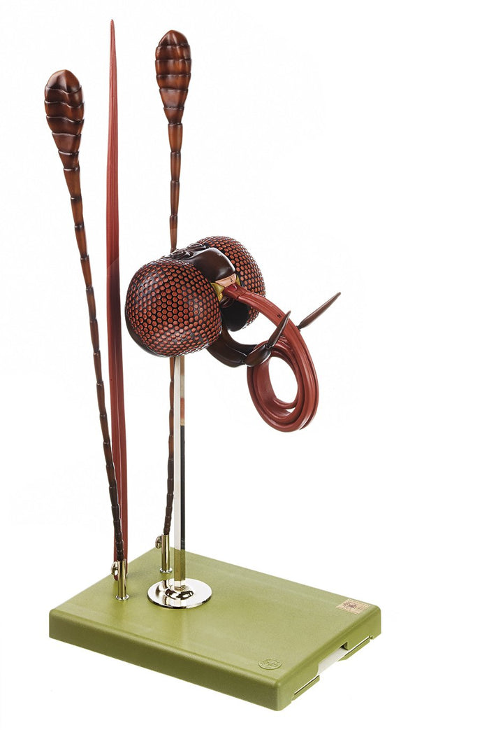 SOMSO Head of a Butterfly