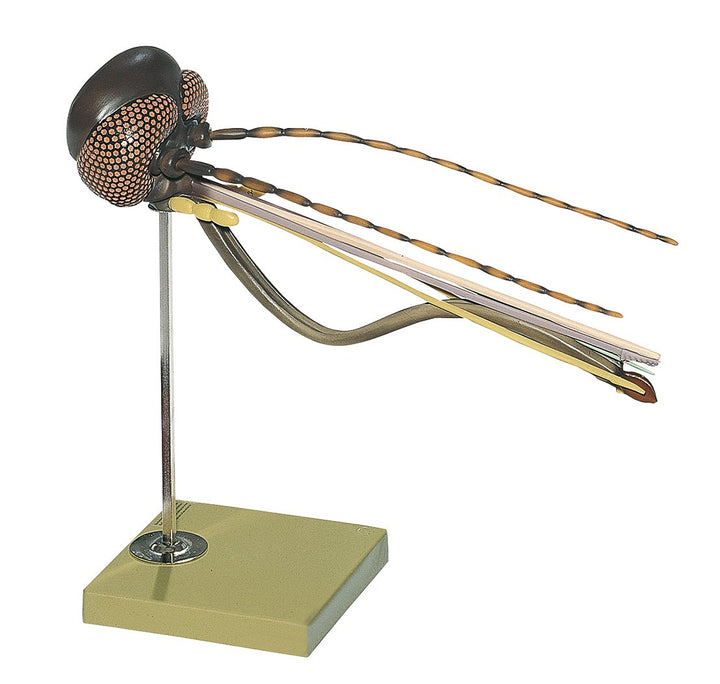 SOMSO Head of a Gnat