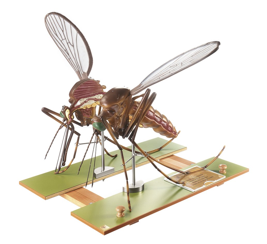 SOMSO Model of a Mosquito