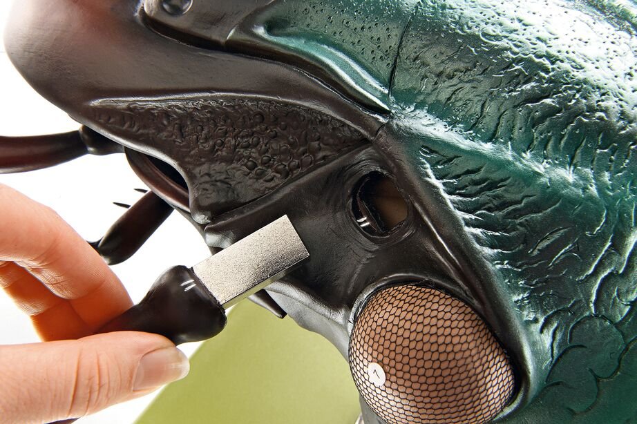 SOMSO Head of Carabus