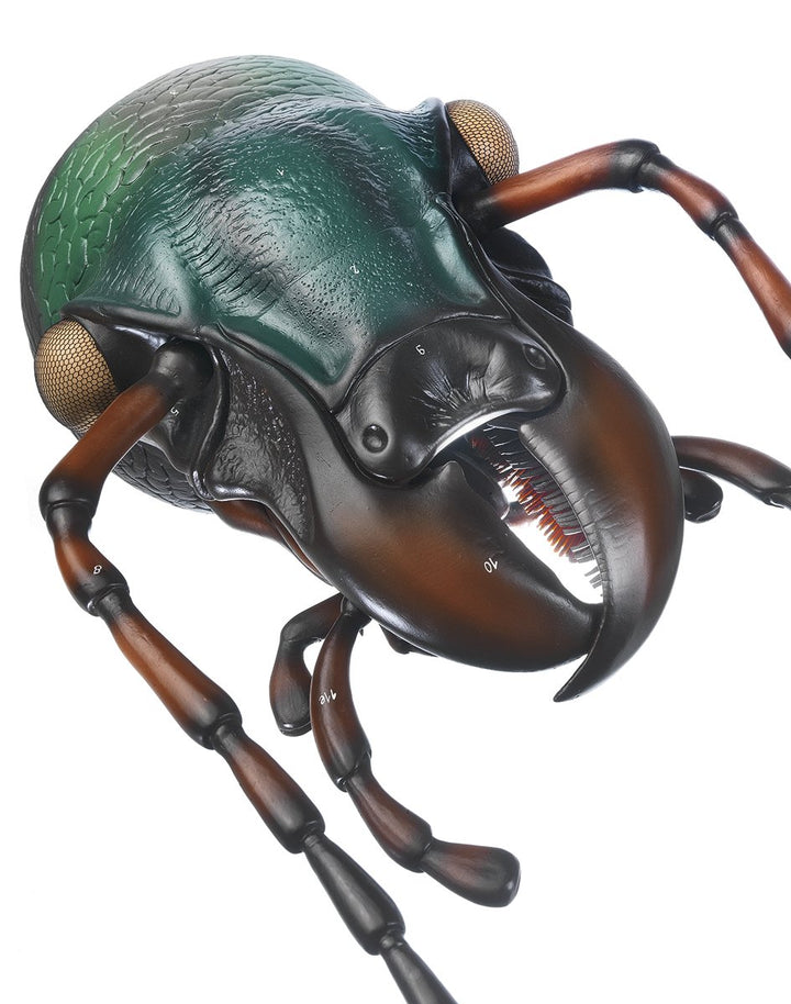 SOMSO Head of Carabus
