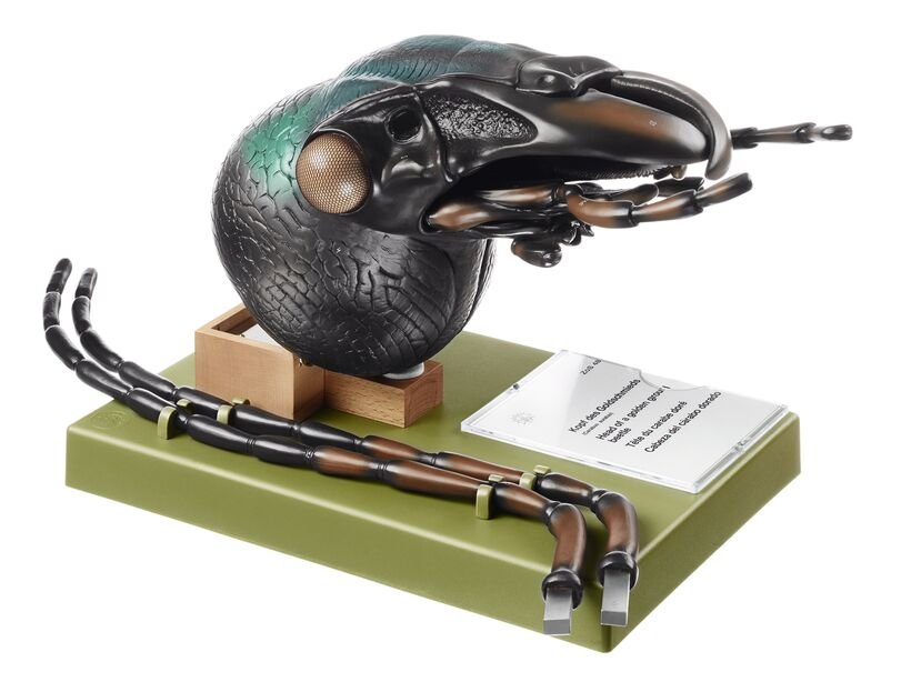 SOMSO Head of Carabus