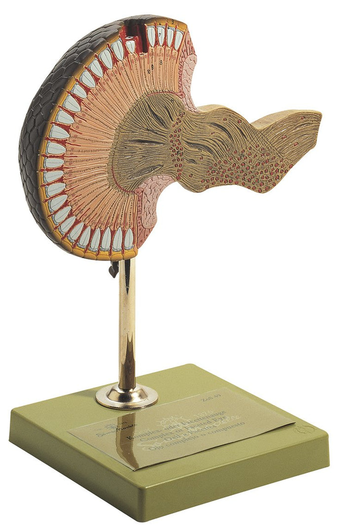 SOMSO Compound or Facet Eye