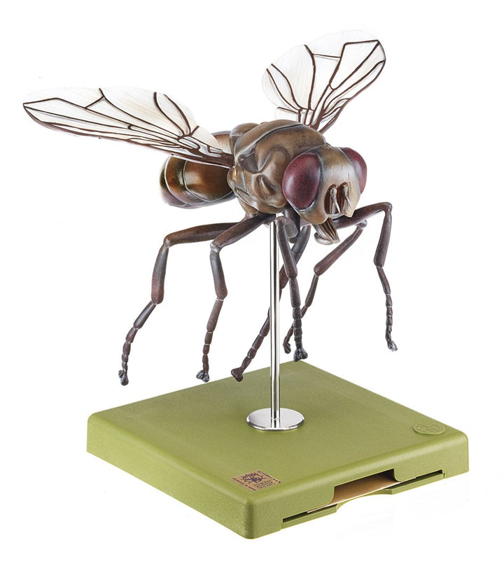 SOMSO Model of a Fly