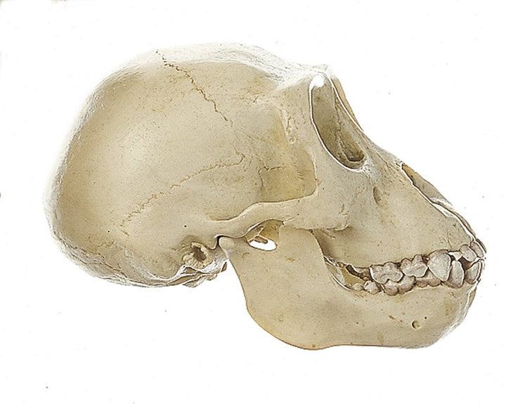 SOMSO Young Gorilla Skull