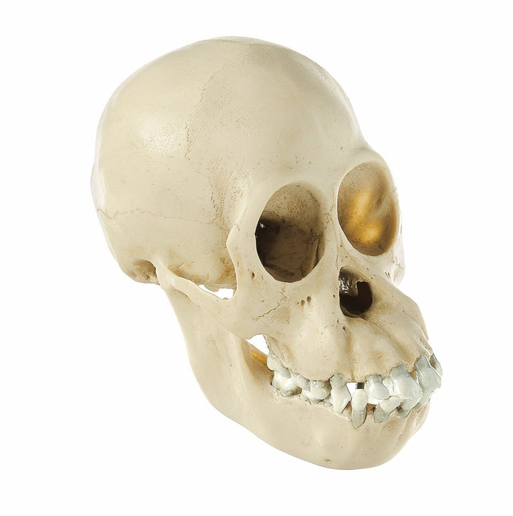 SOMSO Skull of Young Orang-Utan