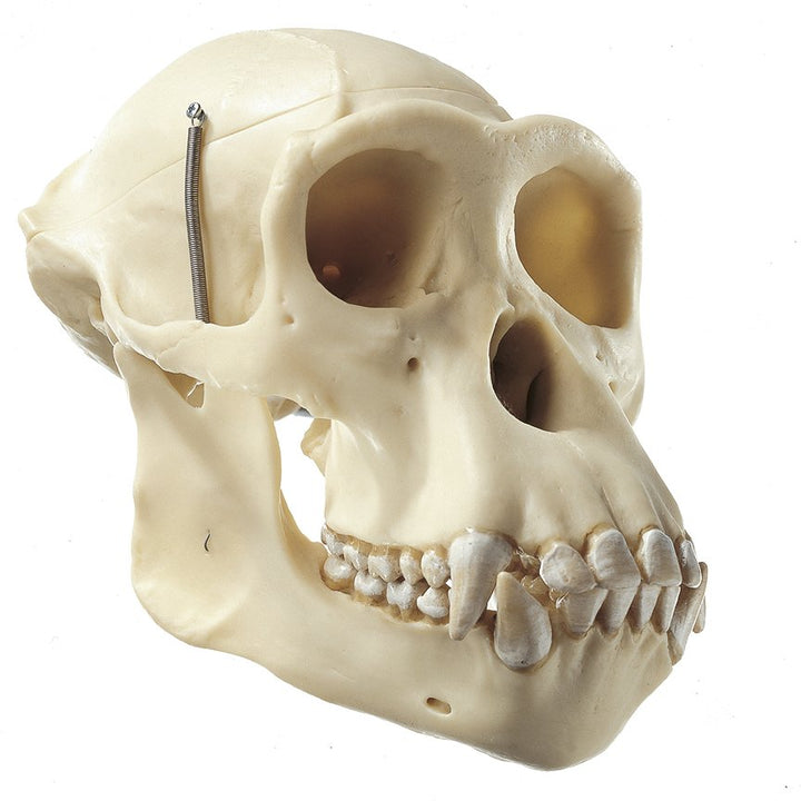 SOMSO Artificial Skull of a Chimpanzee