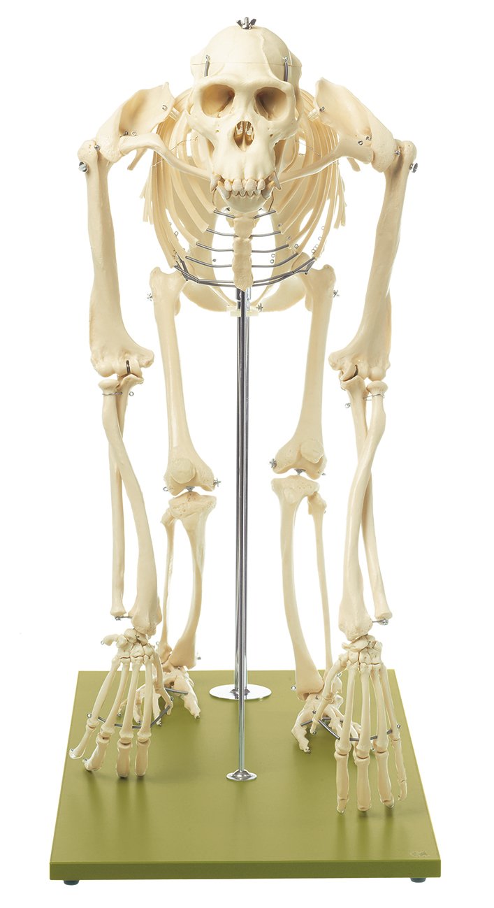 SOMSO Artificial Skeleton of Chimpanzee