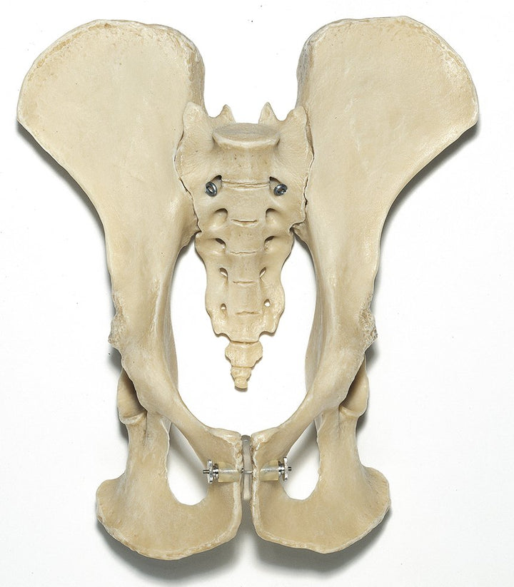 SOMSO Artificial Pelvis of a Chimpanzee