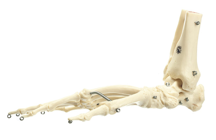 SOMSO Artificial Foot Skeleton of a Chimpanzee