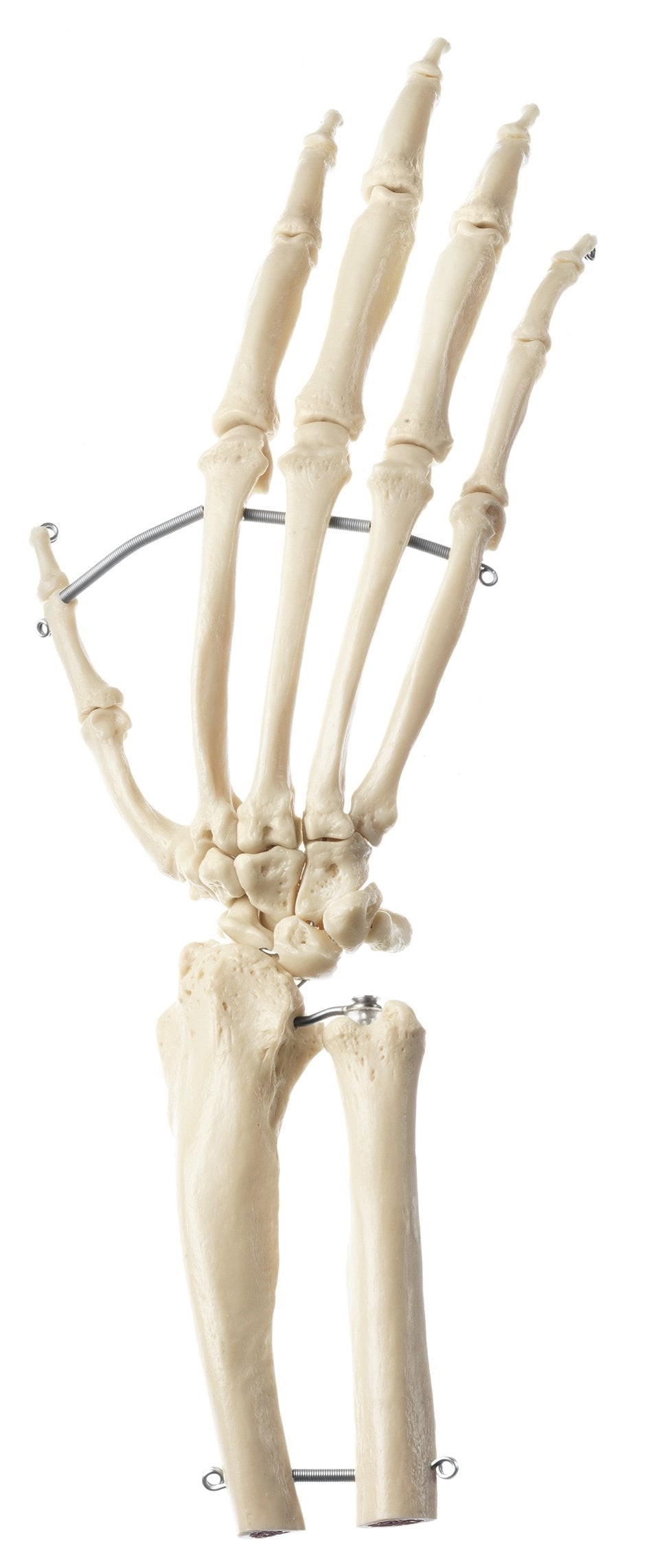 SOMSO Artificial Hand Skeleton of a Chimpanzee
