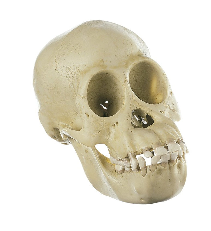 SOMSO Skull of Young Chimpanzee