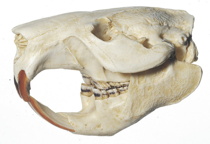 SOMSO Beaver Skull