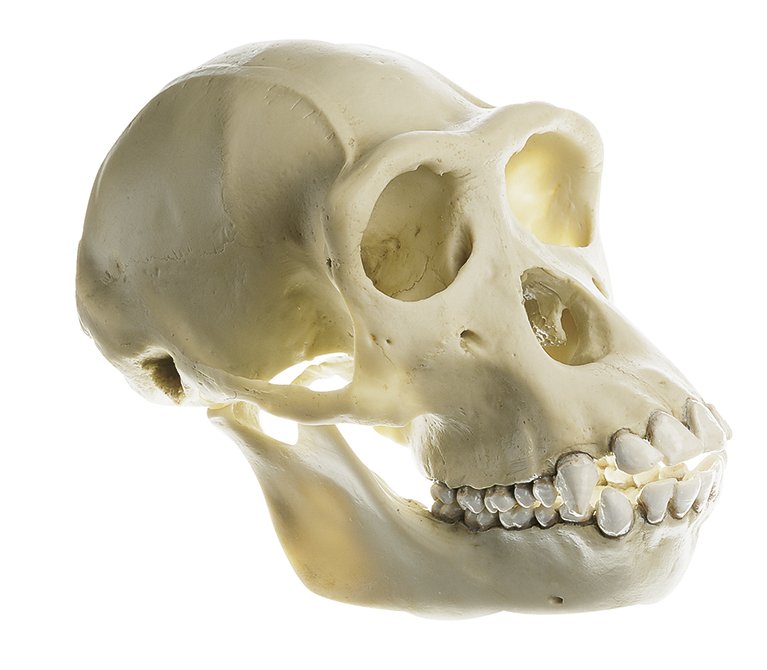 SOMSO Chimpanzee Skull