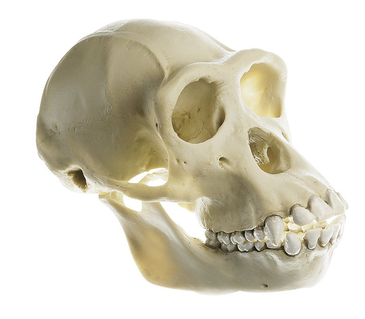 SOMSO Chimpanzee Skull