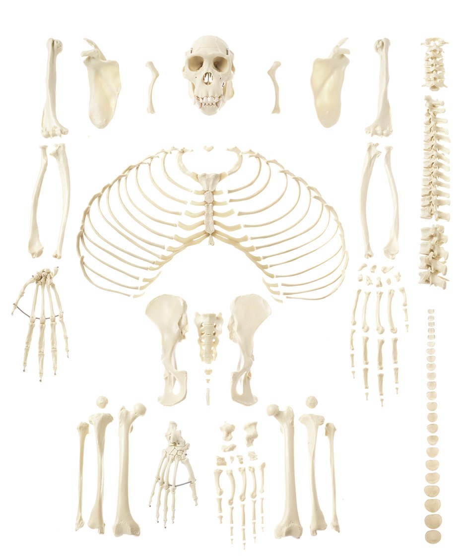 SOMSO Artificial Skeleton of Chimpanzee