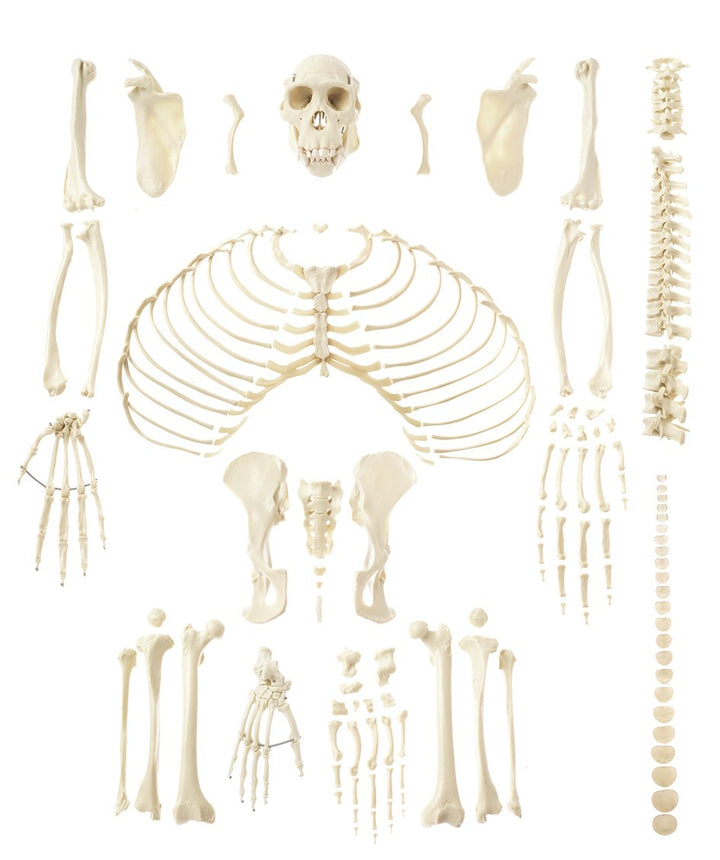 SOMSO Artificial Skeleton of Chimpanzee